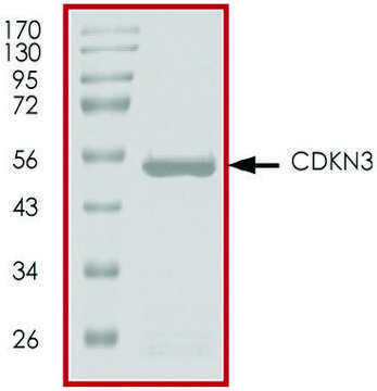CDKN3, GST tagged human recombinant, expressed in baculovirus infected Sf9 cells, &#8805;70% (SDS-PAGE), buffered aqueous glycerol solution