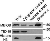 Anti-Histone H3 Antibody, clone 6.6.2 clone 6.6.2, Upstate&#174;, from mouse
