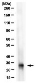 Anti-Flt3L Antibody, clone 11C9.10.1