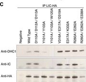 Anti-Dynein Antibody, 74 kDa Intermediate chains, cytoplasmic, clone 74.1 clone 74.1, Chemicon&#174;, from mouse