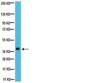 Anti-Gi&#945;2 Antibody, clone L5 clone L5, from mouse
