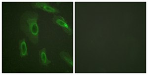 Anti-CD227 antibody produced in rabbit affinity isolated antibody
