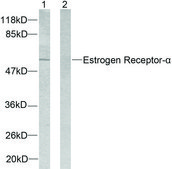Anti-Estrogen Receptor-&#945; antibody produced in rabbit affinity isolated antibody