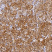 Anti-CBS antibody produced in rabbit Prestige Antibodies&#174; Powered by Atlas Antibodies, affinity isolated antibody, buffered aqueous glycerol solution