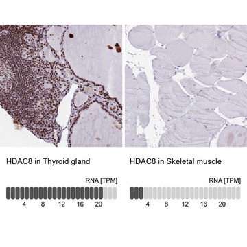 Anti-HDAC8 antibody produced in rabbit Prestige Antibodies® Powered by Atlas Antibodies, affinity isolated antibody, buffered aqueous glycerol solution