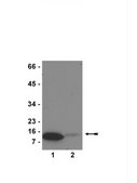 Anti-monomethyl-Histone H4 (Lys20) Antibody Upstate&#174;, from rabbit