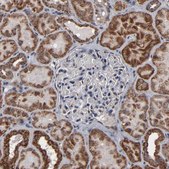 Anti-BNIP3 antibody produced in rabbit Prestige Antibodies&#174; Powered by Atlas Antibodies, affinity isolated antibody, buffered aqueous glycerol solution