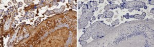 Anti-FGA Antibody, clone 4F6 ZooMAb&#174; Rabbit Monoclonal recombinant, expressed in HEK 293 cells