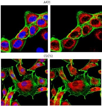 Anti-MAPK 1/2 Antibody from rabbit