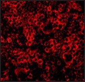 Anti-Caspase-4 antibody produced in rabbit affinity isolated antibody, buffered aqueous solution