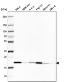 Monoclonal Anti-PPIB antibody produced in mouse Prestige Antibodies&#174; Powered by Atlas Antibodies, clone CL3915, purified immunoglobulin, buffered aqueous glycerol solution