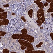 Anti-BHMT2 antibody produced in rabbit Prestige Antibodies&#174; Powered by Atlas Antibodies, affinity isolated antibody, buffered aqueous glycerol solution