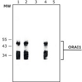 Anti-ORAI1 antibody produced in rabbit ~1.0&#160;mg/mL, affinity isolated antibody, buffered aqueous solution