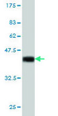 Monoclonal Anti-IRF1 antibody produced in mouse clone 2E4, purified immunoglobulin, buffered aqueous solution