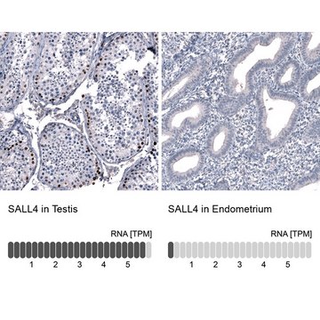 Monoclonal Anti-SALL4 antibody produced in mouse Prestige Antibodies® Powered by Atlas Antibodies, clone CL12180, purified immunoglobulin, buffered aqueous glycerol solution