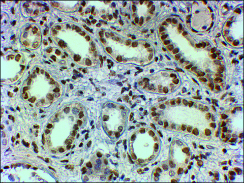 Anti-PTBP1/PTB antibody produced in goat affinity isolated antibody, buffered aqueous solution