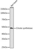 Anti-Citrate synthetase Antibody, clone 4Z10Z8, Rabbit Monoclonal