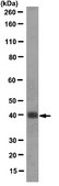 Anti-NANOG Antibody, clone 7F7.1 clone 7F7.1, from mouse