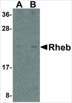 Anti-Rheb (ab1) antibody produced in rabbit affinity isolated antibody, buffered aqueous solution