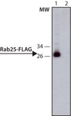 ANTI-FLAG&#174; antibody, Rat monoclonal clone 6F7, purified from hybridoma cell culture