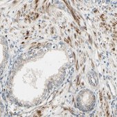 Anti-NDFIP1 antibody produced in rabbit Prestige Antibodies&#174; Powered by Atlas Antibodies, affinity isolated antibody, buffered aqueous glycerol solution