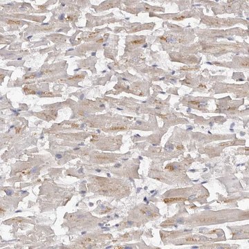 Anti-KCNJ8 antibody produced in rabbit Prestige Antibodies&#174; Powered by Atlas Antibodies, affinity isolated antibody, buffered aqueous glycerol solution