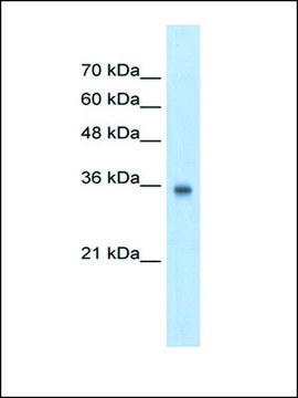Anti-SOX2 antibody produced in rabbit IgG fraction of antiserum
