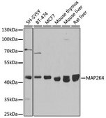 Anti-MAP2K4 antibody produced in rabbit