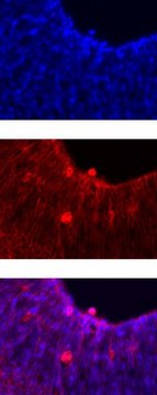 Anti-Notch 1 Antibody, clone mN1A clone mN1A, Chemicon&#174;, from mouse