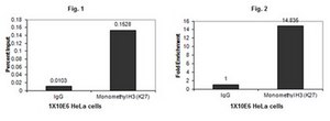 Anti-monomethyl-Histone H3 (Lys27) Antibody Upstate&#174;, from rabbit