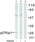 Anti-p27 KIP1 antibody produced in rabbit affinity isolated antibody
