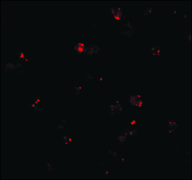 Anti-PEN2 (ab1) antibody produced in rabbit IgG fraction of antiserum, buffered aqueous solution