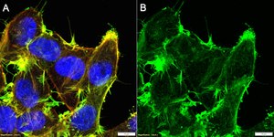 Anti-α Actin 2 Antibody, clone 1C22 ZooMAb® Rabbit Monoclonal recombinant, expressed in HEK 293 cells