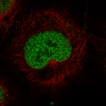 Monoclonal Anti-Msh2 Antibody Produced In Mouse Prestige Antibodies&#174; Powered by Atlas Antibodies, clone CL13764, affinity isolated antibody, buffered aqueous glycerol solution