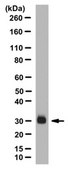 Anti-PTGDS Antibody from rabbit