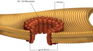 Streptolysin O from Streptococcus pyogenes &#947;-irradiated