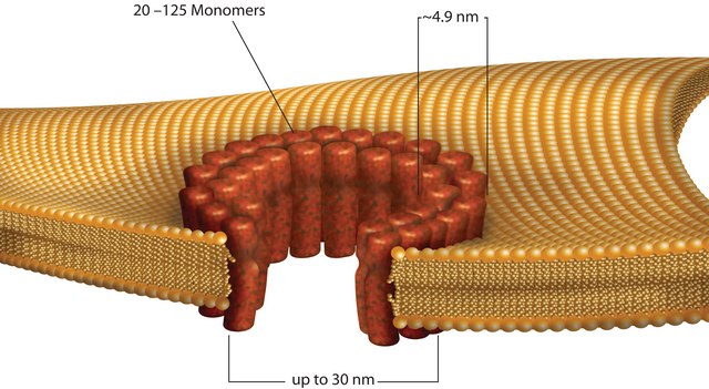 Streptolysin O from Streptococcus pyogenes γ-irradiated