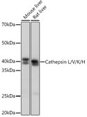 Anti-Cathepsin L/V/K/H Antibody, clone 2Q10F10, Rabbit Monoclonal