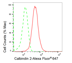 Anti Calbindin 2 Antibody, clone 23GB1125, Rabbit Monoclonal clone 23GB1125, recombinant rabbit monoclonal, expressed in HEK293 cells