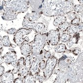 Monoclonal Anti-GATA3 antibody produced in mouse Prestige Antibodies&#174; Powered by Atlas Antibodies, clone CL8660, purified immunoglobulin, buffered aqueous glycerol solution
