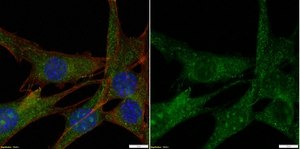 Anti-Partitioning-defective 3 Antibody Upstate&#174;, from rabbit