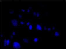 Anti-Mitochondria Antibody, clone 113-1, Alexa Fluor&#8482; 488 conjugate clone 113-1, from mouse, ALEXA FLUOR&#8482; 488