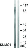 Anti-SUMO1, N-Terminal antibody produced in rabbit affinity isolated antibody