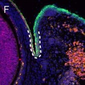 Monoclonal Anti-Uvomorulin/E-Cadherin antibody produced in rat clone DECMA-1, ascites fluid, buffered aqueous solution