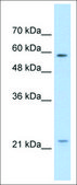 Anti-CAV1 antibody produced in rabbit purified antibody, Protein A purified