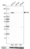 Monoclonal Anti-CDH2 antibody produced in mouse Prestige Antibodies&#174; Powered by Atlas Antibodies, clone CL3716, purified immunoglobulin, buffered aqueous glycerol solution