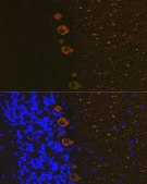 Anti-IP3R antibody produced in rabbit
