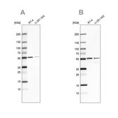 Anti-SHMT2 antibody produced in rabbit Prestige Antibodies&#174; Powered by Atlas Antibodies, affinity isolated antibody, buffered aqueous glycerol solution, Ab2