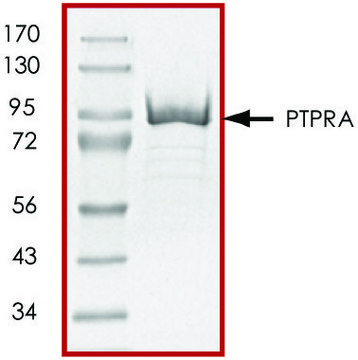 PTPRA (174-802), active, GST tagged human recombinant, expressed in E. coli, &#8805;70% (SDS-PAGE), buffered aqueous glycerol solution
