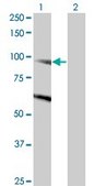 Monoclonal Anti-DNMBP antibody produced in mouse clone 3H7, purified immunoglobulin, buffered aqueous solution